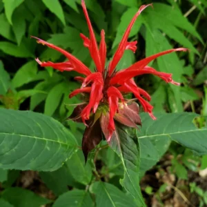 Red Beebalm Plant Live - 4-6 Inches Bareroot Flower Plants For Planting