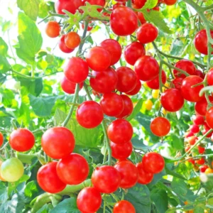 Red Cherry Tomato Plant - Tumbling Tom - 2.5 Inch Vegetable Plant