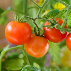 Red Cherry Tomato Plant - Tumbling Tom - 2.5 Inch Vegetable Plant