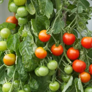 Red Cherry Tomato Plant - Tumbling Tom - 2.5 Inch Vegetable Plant