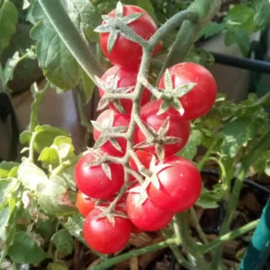 Red Cherry Tomato Plant - Tumbling Tom - 2.5 Inch Vegetable Plant