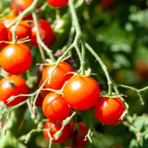 Red Cherry Tomato Plant - Tumbling Tom - 2.5 Inch Vegetable Plant