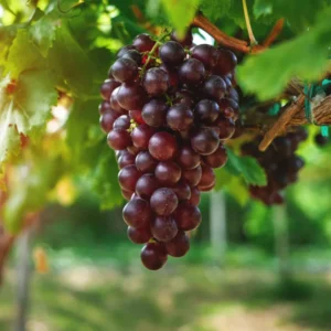 Red Grape Vine Plant - Sweet Grape Fruit Tree - 2 to 3 Feet Tall