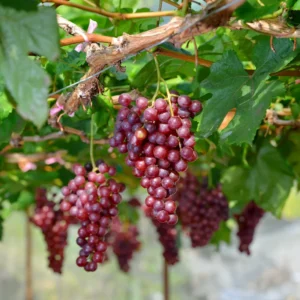 Red Grape Vine Plant - Sweet Grape Fruit Tree - 2 to 3 Feet Tall