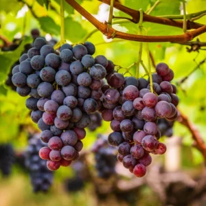 Red Grape Vine Plant - Sweet Grape Fruit Tree - 2 to 3 Feet Tall