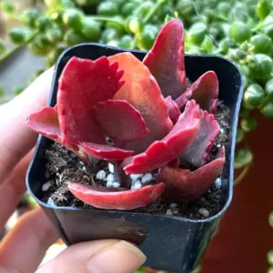 Red Kalanchoe Plant Live Succulent - 2 Inch Pot - Unique Colors