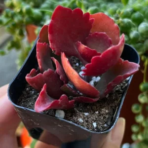 Red Kalanchoe Plant Live Succulent - 2 Inch Pot - Unique Colors