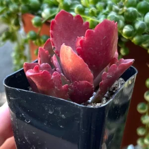 Red Kalanchoe Plant Live Succulent - 2 Inch Pot - Unique Colors