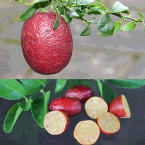 Red Lime Trees Live Plants - Green Lime Fruit Tree - 2 to 3 Feet - 1 Gallon Pot