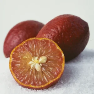 Red Lime Trees Live Plants - Green Lime Fruit Tree - 2 to 3 Feet - 1 Gallon Pot