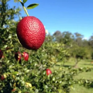 Red Lime Trees Live Plants - Green Lime Fruit Tree - 2 to 3 Feet - 1 Gallon Pot