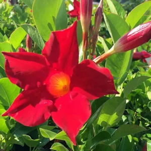 Red Mandevilla Plants - Live Vine Plants 4-7" Tall - Red Flowers