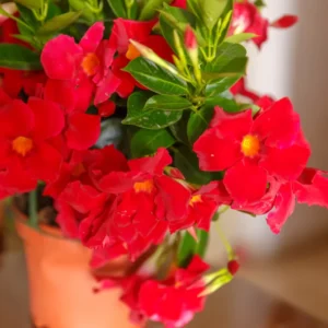 Red Mandevilla Plants - Live Vine Plants 4-7" Tall - Red Flowers