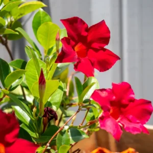 Red Mandevilla Plants - Live Vine Plants 4-7" Tall - Red Flowers