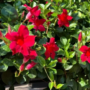 Red Mandevilla Plants - Live Vine Plants 4-7
