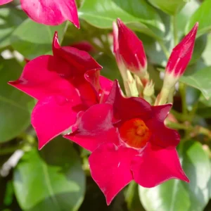 Red Mandevilla Plants - Live Vine Plants 4-7
