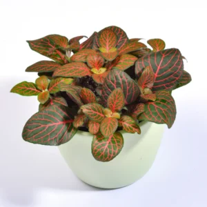 Red Veined Nerve Plant Live Fittonia - 2.5 Inch Potted Houseplant
