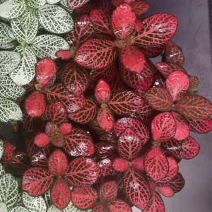 Red Veined Nerve Plant Live Fittonia - 2.5 Inch Potted Houseplant