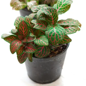 Red Veined Nerve Plant Live Fittonia - 2.5 Inch Potted Houseplant