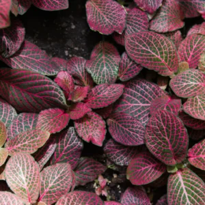 Red Veined Nerve Plant Live Fittonia - 2.5 Inch Potted Houseplant