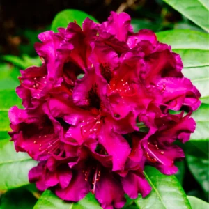 Rhododendron Plant - Live Shrub - 1 Gallon Potted Flowering Tree for Gardening
