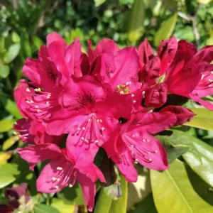Rhododendron Plant - Live Shrub - 1 Gallon Potted Flowering Tree for Gardening
