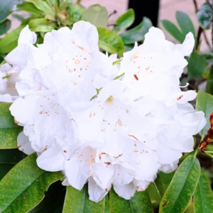 Rhododendron Plant - Live Shrub - 1 Gallon Potted Flowering Tree for Gardening
