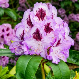 Rhododendron Plant - Live Shrub - 1 Gallon Potted Flowering Tree for Gardening