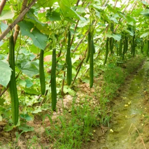 Ridge Gourd Luffa Plant - 4 Inch Potted Vine - 4 to 8 Inch Tall