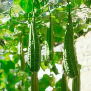 Ridge Gourd Luffa Plant - 4 Inch Potted Vine - 4 to 8 Inch Tall