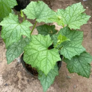 Ridge Gourd Luffa Plant - 4 Inch Potted Vine - 4 to 8 Inch Tall