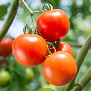 Roma Tomato Plant - Vegetable Plant 2.5 Inch Pot for Home Gardens