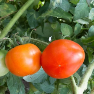 Roma Tomato Plant - Vegetable Plant 2.5 Inch Pot for Home Gardens