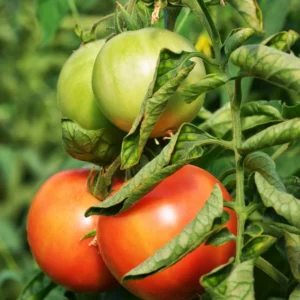 Roma Tomato Plant - Vegetable Plant 2.5 Inch Pot for Home Gardens