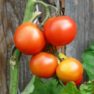 Roma Tomato Plant - Vegetable Plant 2.5 Inch Pot for Home Gardens