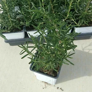 Rosemary Plants Live - 6-9 Inch Rosemary Plant Potted - Indoor/Outdoor Herb