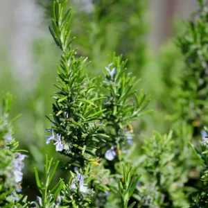 Rosemary Plants Live - 6-9 Inch Rosemary Plant Potted - Indoor/Outdoor Herb