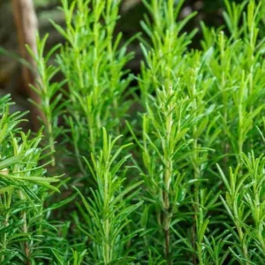Rosemary Plants Live - 6-9 Inch Rosemary Plant Potted - Indoor/Outdoor Herb