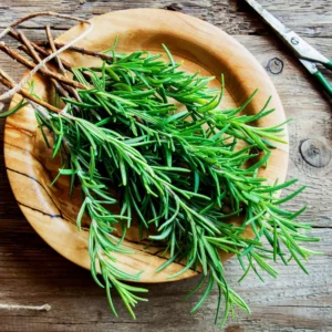 Rosemary Plants Live - 6-9 Inch Rosemary Plant Potted - Indoor/Outdoor Herb