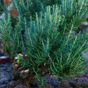 Rosemary Plants Live Pack of 2 - 6-9 Inch Starter Plants Indoor Outdoor