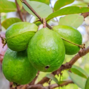 Ruby Guava Tree - Grafted Fruit Plant - 2-3 Ft Tall - Outdoor Planting