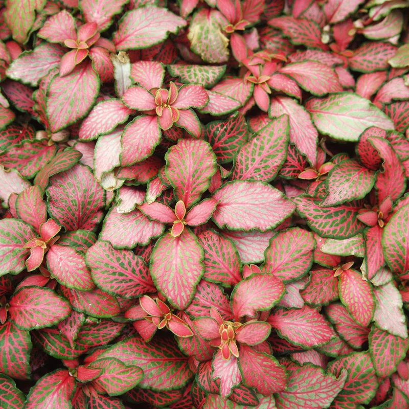 Ruby Lime Veined Nerve Plant - Fittonia Live Plant 2.5 Inch Potted Houseplant