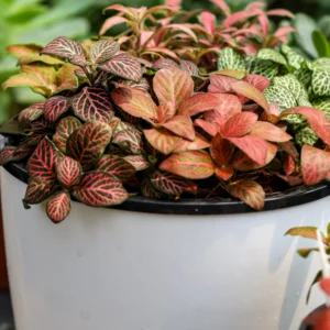 Ruby Lime Veined Nerve Plant - Fittonia Live Plant 2.5 Inch Potted Houseplant