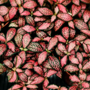 Ruby Lime Veined Nerve Plant - Fittonia Live Plant 2.5 Inch Potted Houseplant