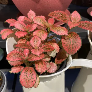 Ruby Lime Veined Nerve Plant - Fittonia Live Plant 2.5 Inch Potted Houseplant