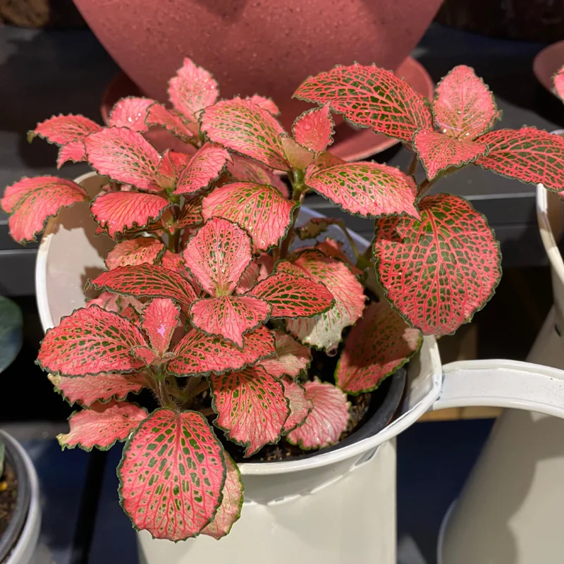 Ruby Lime Veined Nerve Plant - Fittonia Live Plant 2.5 Inch Potted Houseplant