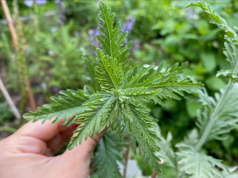 Russian Sage Can Be Propagated Easily