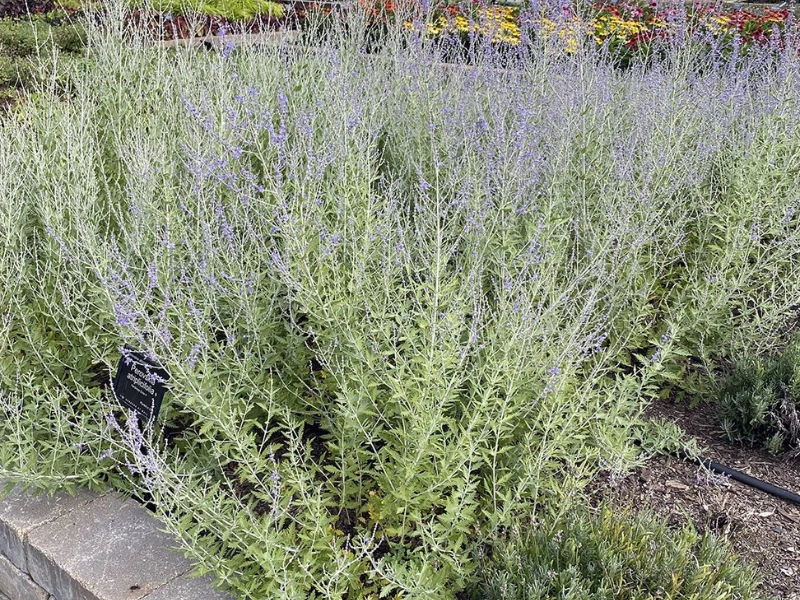 Russian Sage is Critter-Resistant