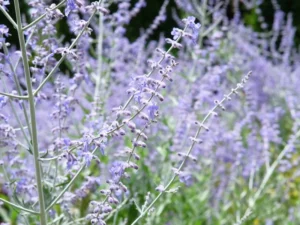 Russian sage (Perovskia atriplicifolia)