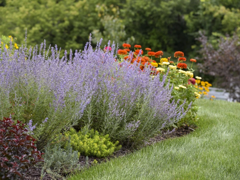 Russian sage companion plants